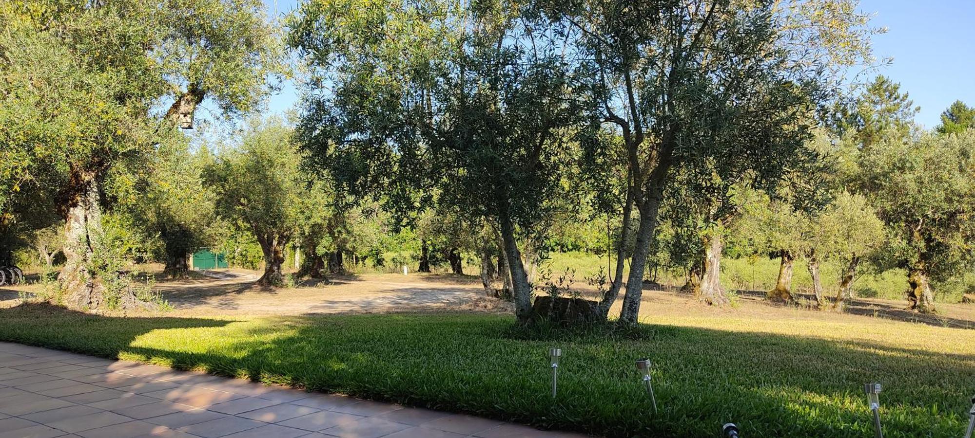 Quinta Da Pedra Mija Guest House Santar Ngoại thất bức ảnh