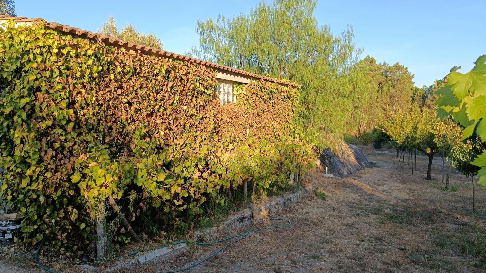 Quinta Da Pedra Mija Guest House Santar Ngoại thất bức ảnh
